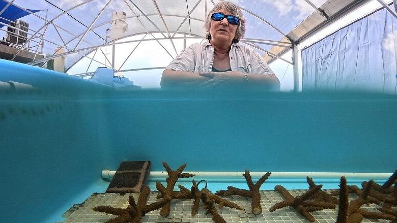 In Florida Keys, record ocean temps spark desperate scramble to save dying corals